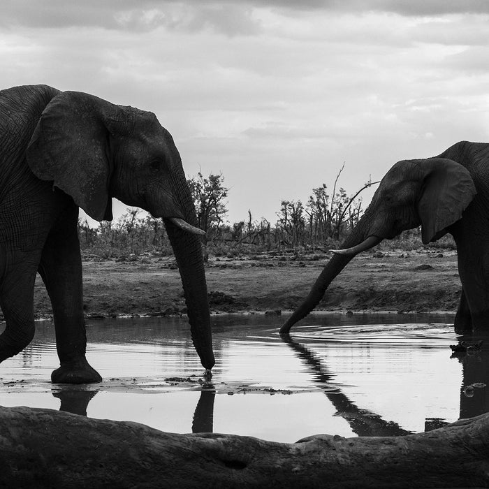 Packing for an African Safari with Dave Brosha, SIGMA lenses and the Canon R5