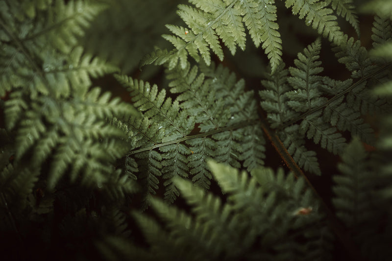 Constant maximum aperture of F1.8